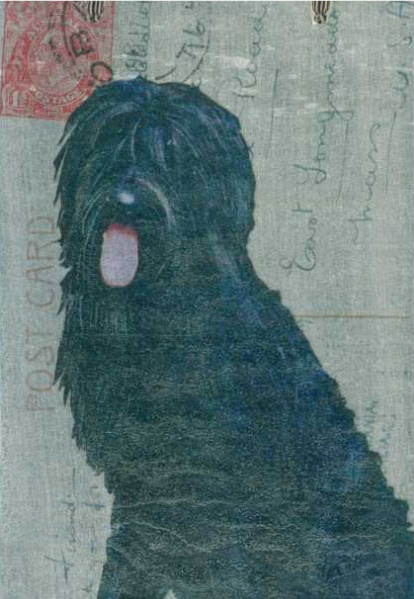 Labradoodle (black)